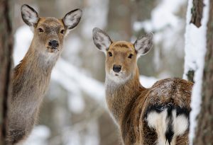 Sika deer/n
Orlovskoye Polesye National ParkOrlovskoye Polesye National Park; Cervus nippon; sika deer; snow; winter; Orlob oblast; forest