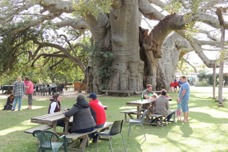 baobab-tree-bar.jpg