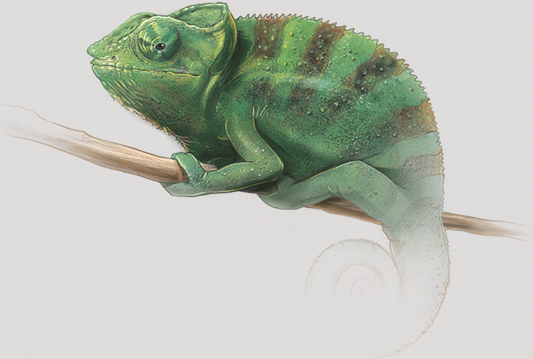 chameleonintrongsversion62b067863e52a1f722cabc3e541c593f.gif